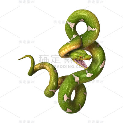 3D渲染绿树蟒蛇在白色