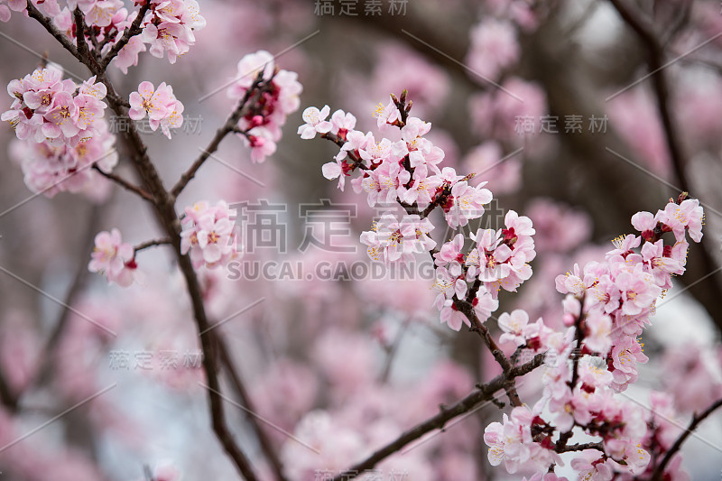 日本川口町的樱花