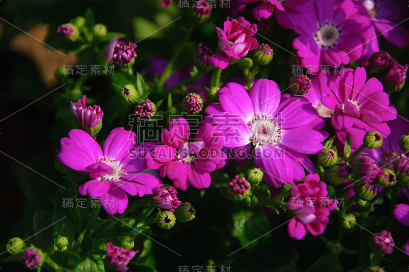 花园里盛开的美丽的灰桂花