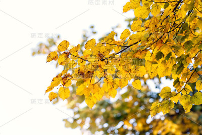 树干叶自然景观