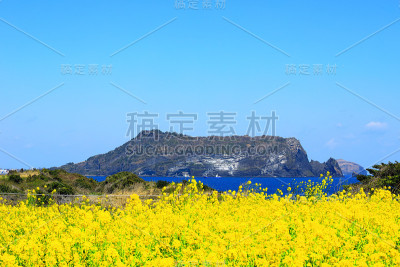素曲，油菜花，春天，