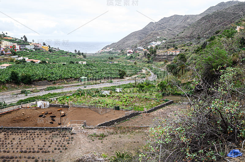 有机芦荟农场，种植园。加那利群岛,特内里费