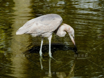 红鹭(rufescens)