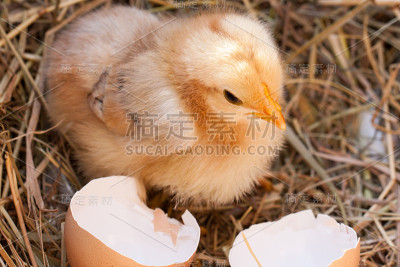 稻草窝里破蛋壳的小鸡