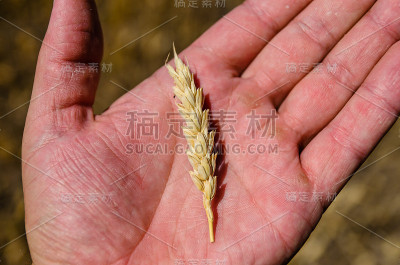农民手里拿着成熟的小麦穗