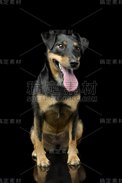 摄影工作室拍摄的可爱的杰克罗素梗小狗