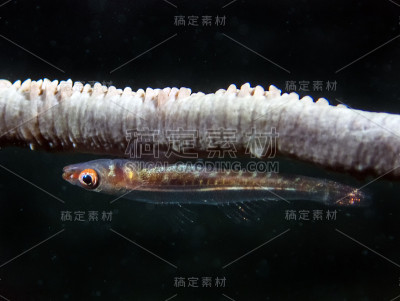 鞭状虾虎鱼