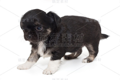 小黑吉娃娃小狗