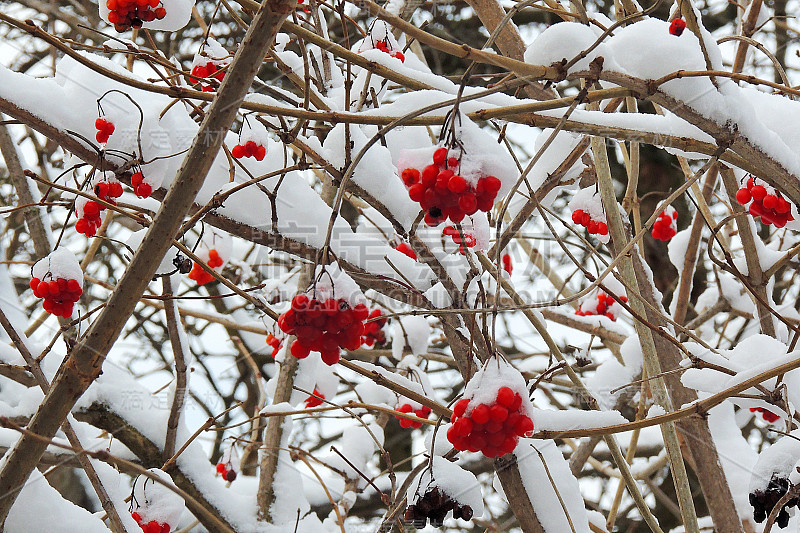 冬天，成熟的荚蒾挂在雪地下的树枝上