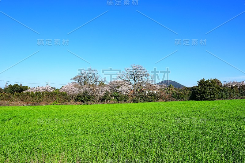 樱花、牧场、田野、樱花树、李子、油菜花、村庄、