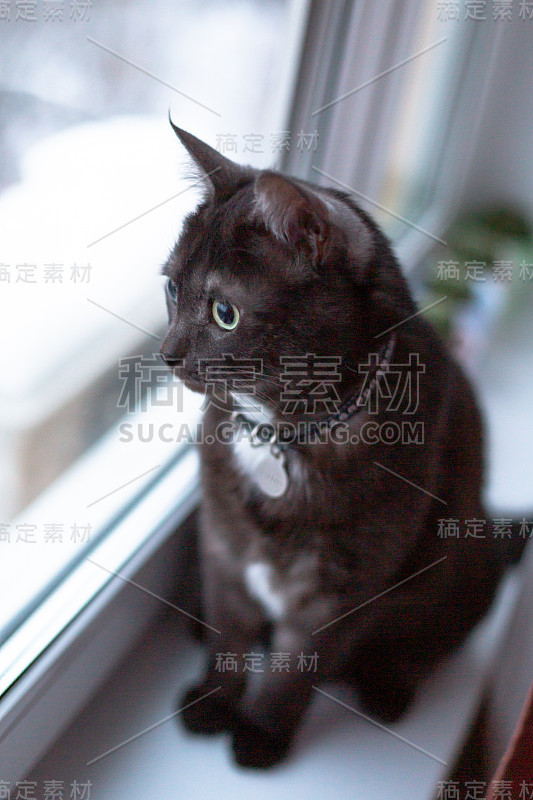 家养的黑猫宠物正在公寓里休息。