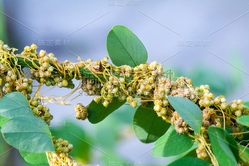 菟丝子属菟丝子属是寄生植物