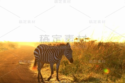 斑马线