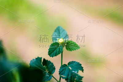 花蕾