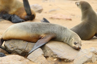 十字角海豹群落