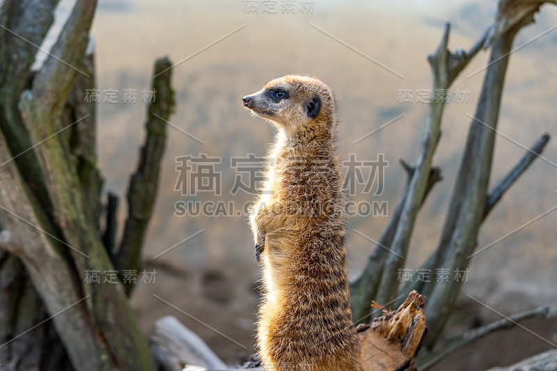 普通狐獴(Suricata suricatta)守卫在瞭望塔上。警惕的动物正站在树干上。自然生活在非