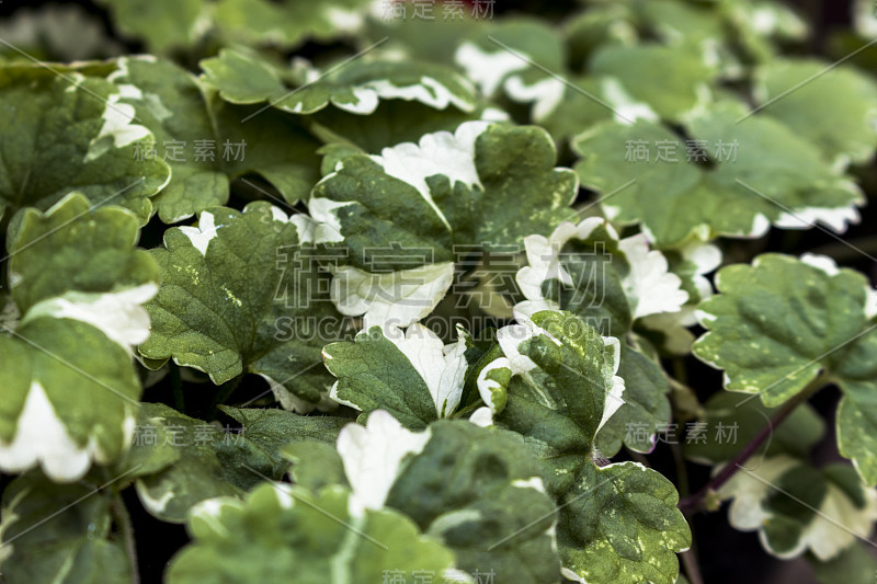 Nepeta / True Catnip /蔓生植物