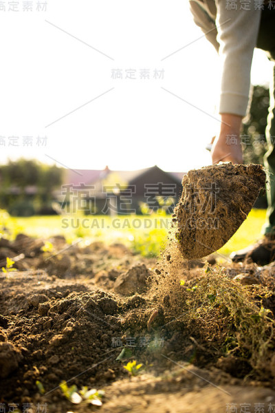 高级园丁园艺在他的永久栽培花园-使用铁锹