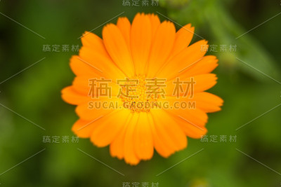 夏日花园里盛开着美丽的花朵。