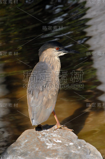 醒目的蓝色苍鹭
