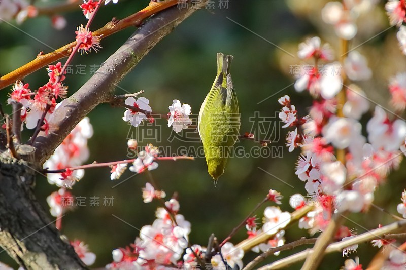 梅花白眼。日本春天的景象