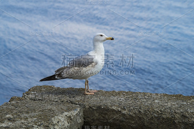 信天翁站在胸墙上