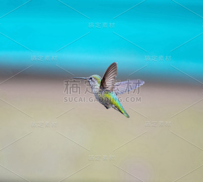 蜂鸟在空中飞翔