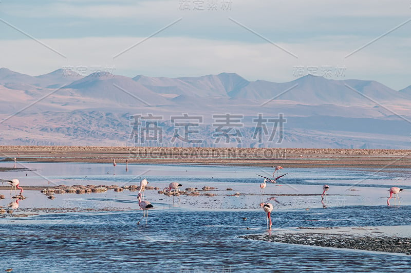 智利阿塔卡马沙漠查萨泻湖上的火烈鸟。