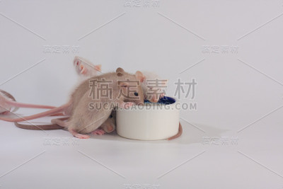 老鼠在白色背景下喝