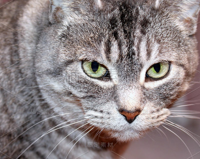 跟踪猫