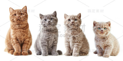 各种英国小猫