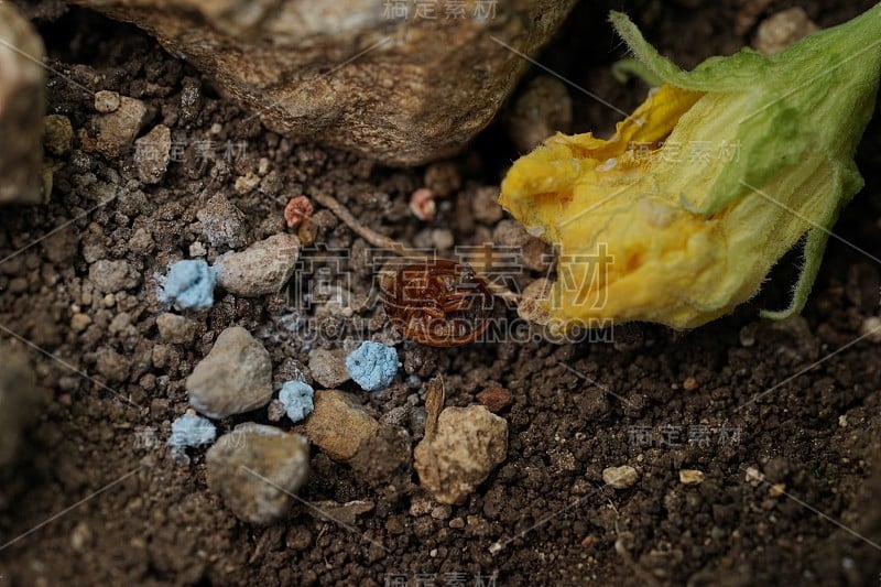 瓢虫死于注射杀虫剂的农民保护。这对生物不公平。