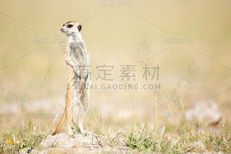 草原上的猫鼬