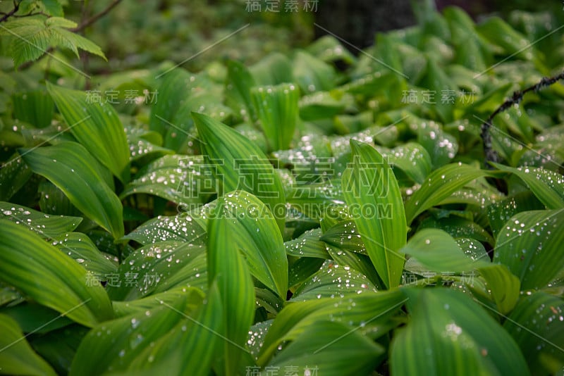 大而美丽的雨滴透明的雨水在绿色的叶子上宏。清晨的露珠在阳光下熠熠生辉。大自然中美丽的叶子纹理。自然背