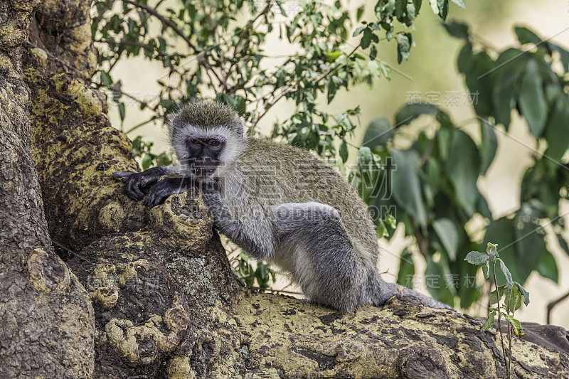 长尾猴(Chlorocebus pygerythrus)，或简称长尾猴，是原产于非洲的长尾猴科的一种