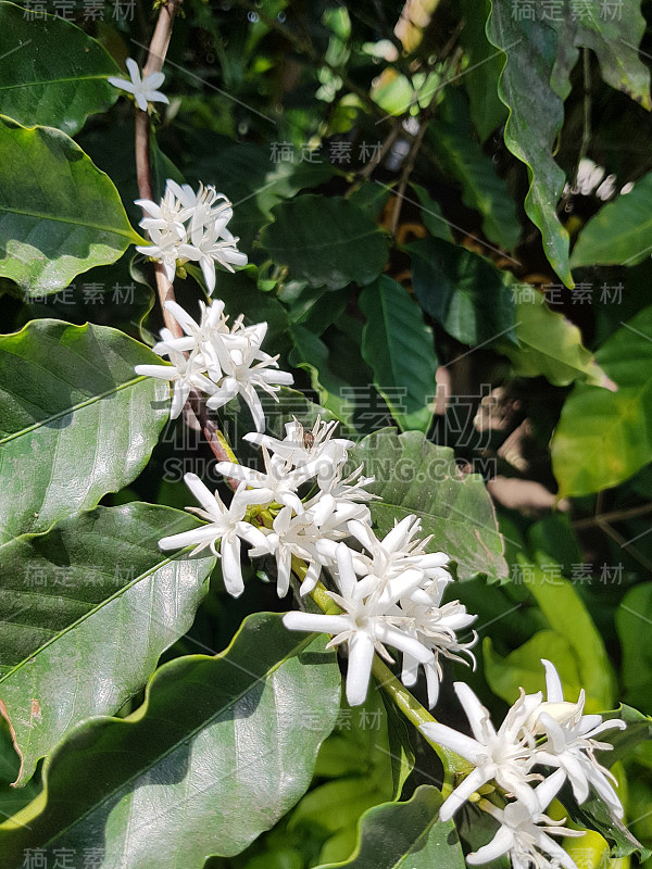 麝香猫咖啡的花