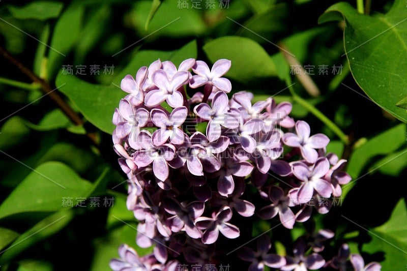 蓝色丁香(紫丁香)在夏天开花植物特写