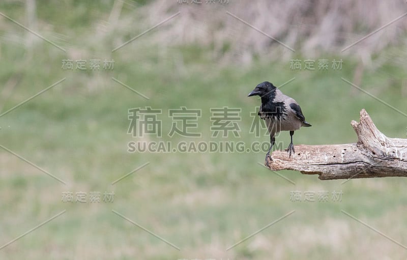 吃腐肉的乌鸦