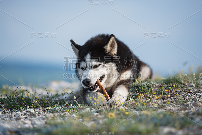 黑白搞笑西伯利亚哈士奇躺在山上吃零食。以自然景观为背景的搞笑狗。蓝眼睛。这只狗正在享受一顿大餐。