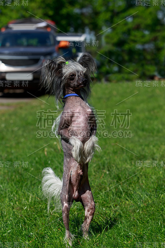 犬种中国冠毛犬