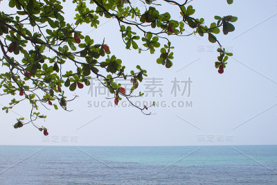 树和海