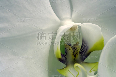 兰花蝴蝶兰特写