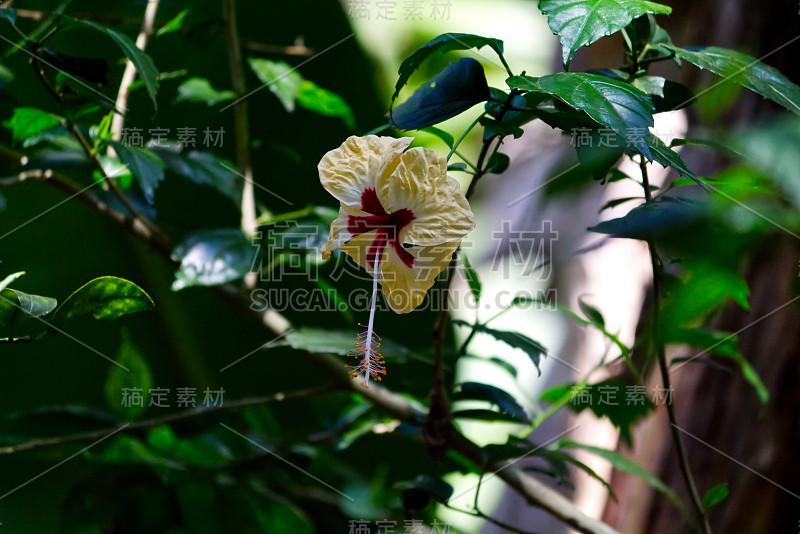 美丽的玫瑰花或芙蓉花