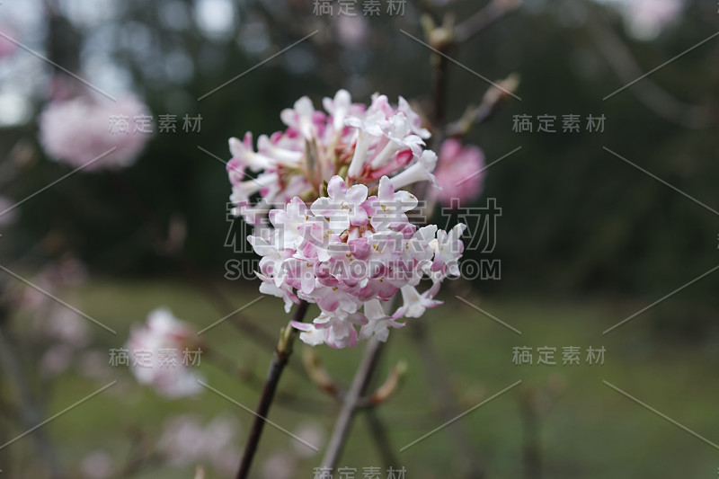 芫花根香荚蒾