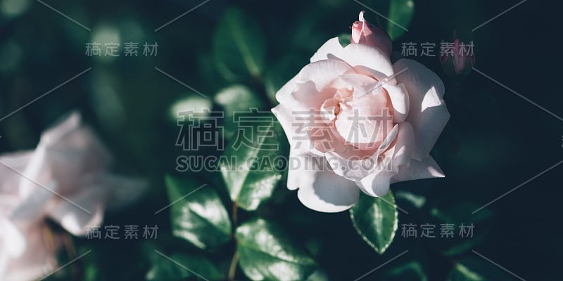 花园淡粉色玫瑰