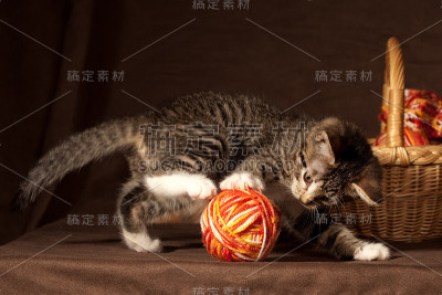 小小猫