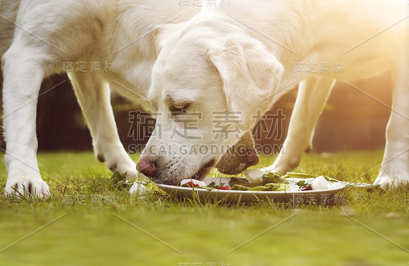 两只年轻的拉布拉多猎犬幼犬一起在花园里吃着盘子里的肉