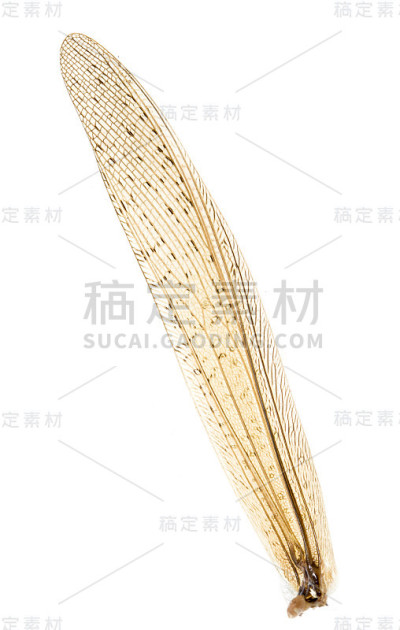 翅膀蚱蜢在白色的背景