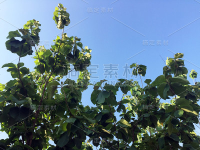 在柚木树下仰望天空。
