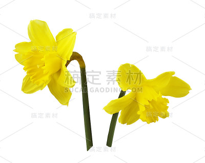黄水仙花儿